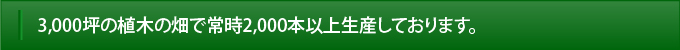 3,000坪の植木の畑で常時2,000本以上生産しております。